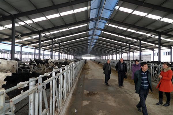 Cattle Shed Construction