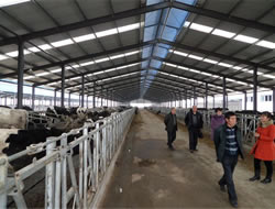 Cow Farm Construction