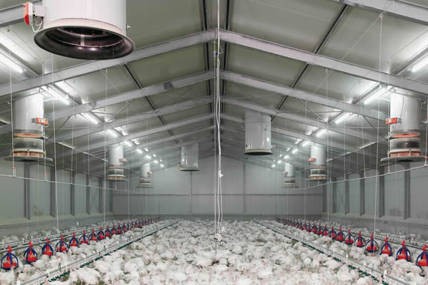 Steel Structure Chicken House