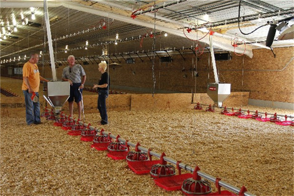 chicken poultry farming house