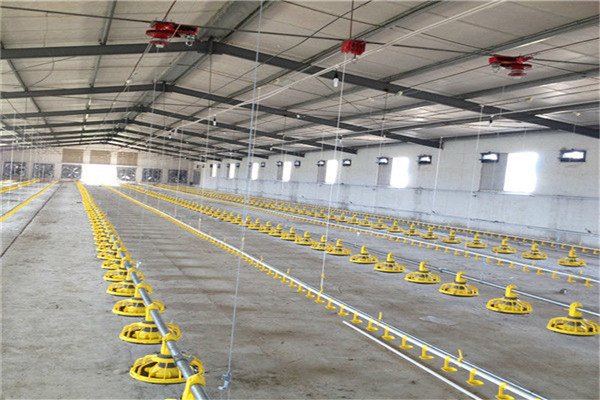 chicken poultry farming house