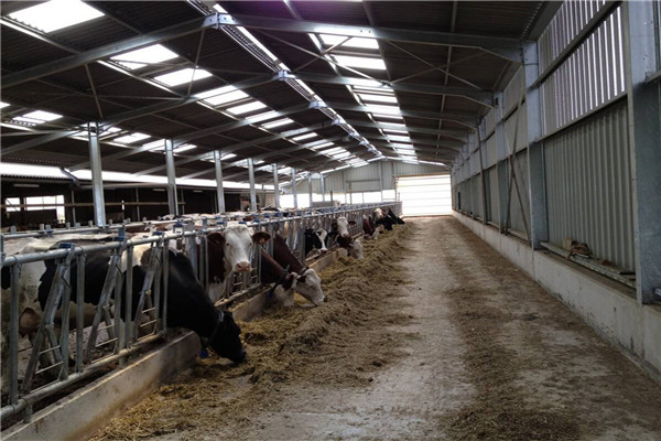 agriculture dairy cattle house