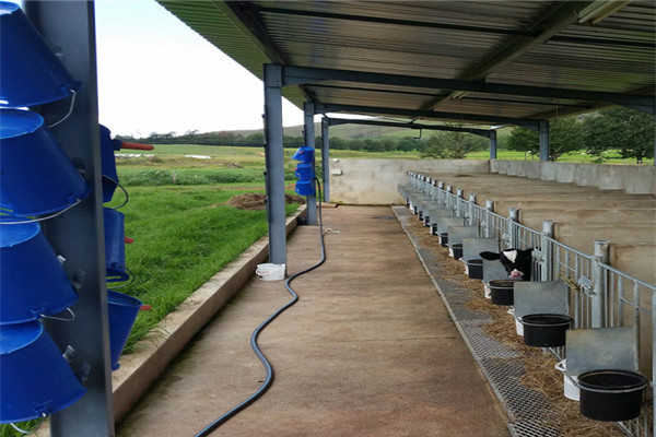 agriculture dairy cattle house