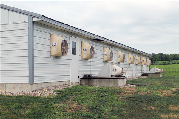 agriculture dairy cattle house