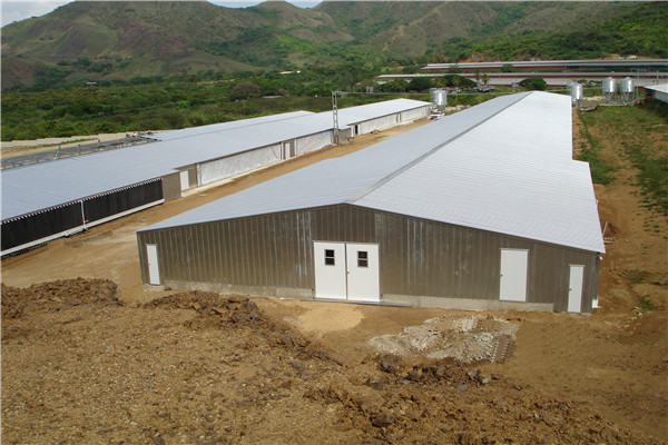Cattle Shed Construction