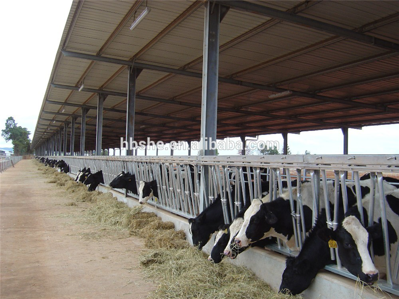 dairy cow shed