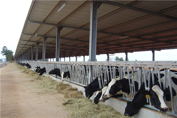 cattle shed