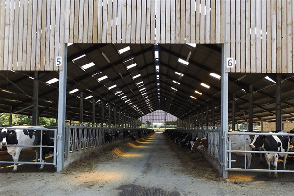 dairy cow shed