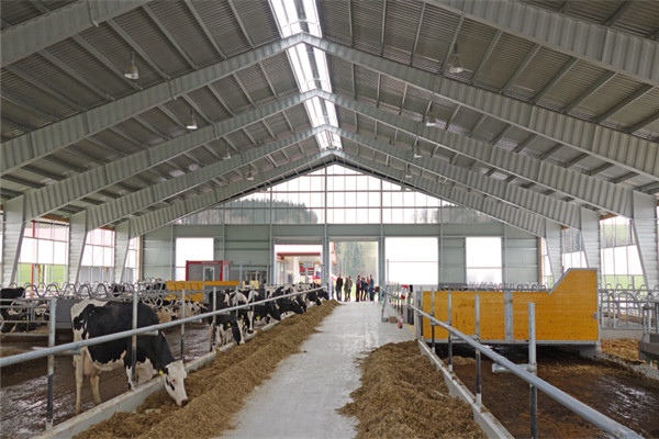 dairy cow shed