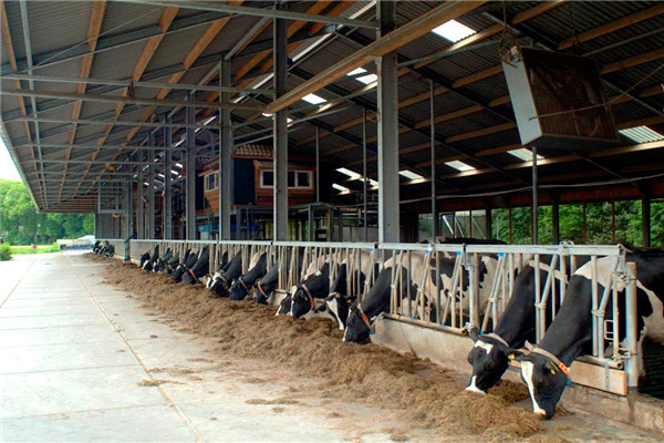 dairy cow shed