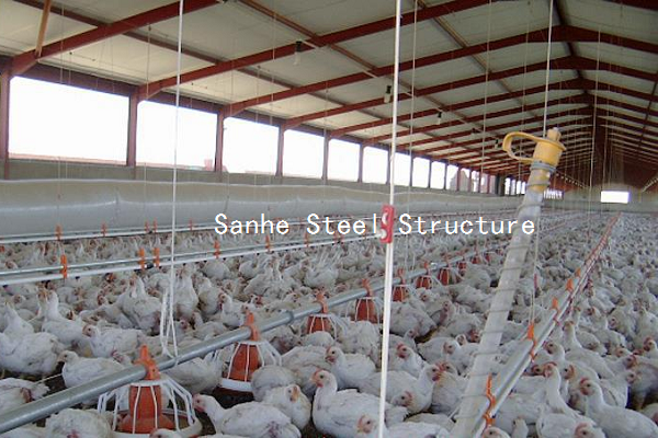 china commercial Poultry Chicken Shed barn houses manufacturer for Broiler Chicken / Pullet Poultry / Layer Chicken